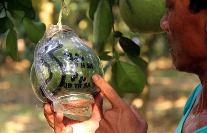 Cặp bưởi có bản đồ Việt Nam giá 3 triệu đồng