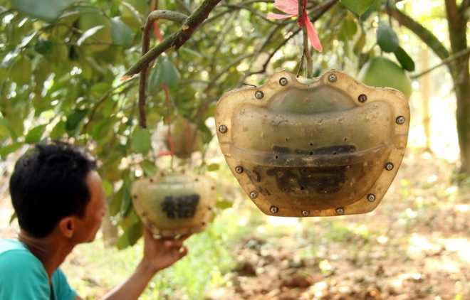 Cặp bưởi có bản đồ Việt Nam giá 3 triệu đồng