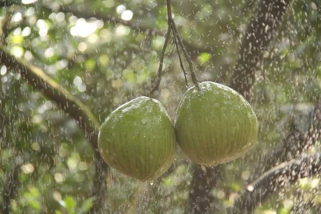 Cặp bưởi có bản đồ Việt Nam giá 3 triệu đồng