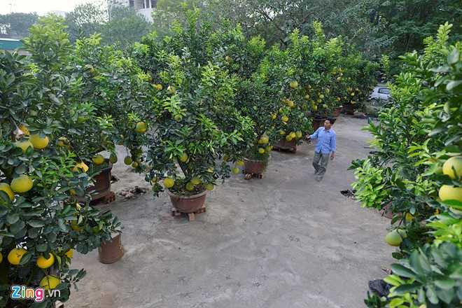 Cay buoi 200 qua, gia 40 trieu dong o Ha Noi hinh anh 1