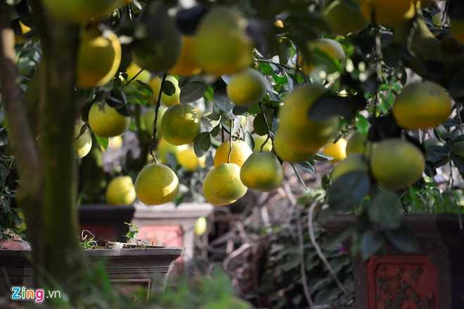 Cay buoi 200 qua, gia 40 trieu dong o Ha Noi hinh anh 2