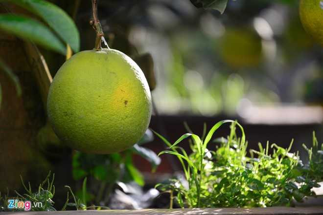 Cay buoi 200 qua, gia 40 trieu dong o Ha Noi hinh anh 4