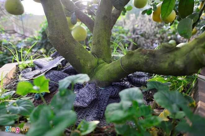 Cay buoi 200 qua, gia 40 trieu dong o Ha Noi hinh anh 5