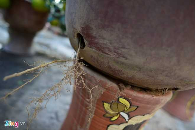 Cay buoi 200 qua, gia 40 trieu dong o Ha Noi hinh anh 6