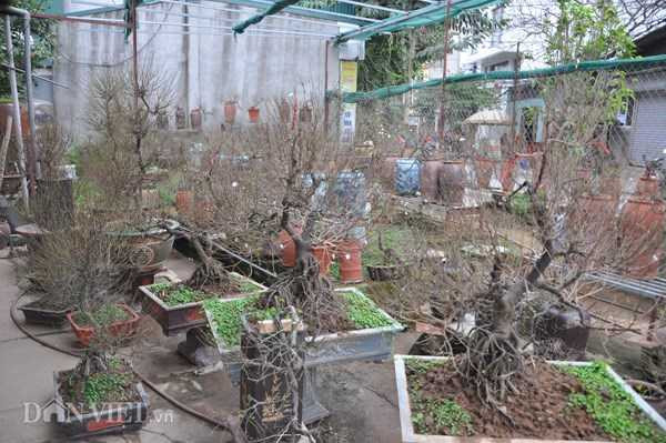 ngam-mai-tu-quy-co-thu-dang-long-gia-nghin-do-o-ha-noi