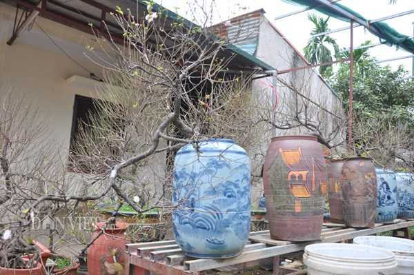 ngam-mai-tu-quy-co-thu-dang-long-gia-nghin-do-o-ha-noi-hinh-2