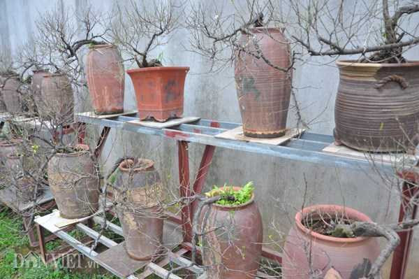 ngam-mai-tu-quy-co-thu-dang-long-gia-nghin-do-o-ha-noi-hinh-3