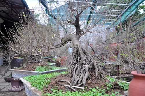 ngam-mai-tu-quy-co-thu-dang-long-gia-nghin-do-o-ha-noi-hinh-4