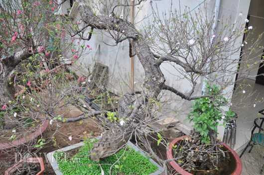 ngam-mai-tu-quy-co-thu-dang-long-gia-nghin-do-o-ha-noi-hinh-7