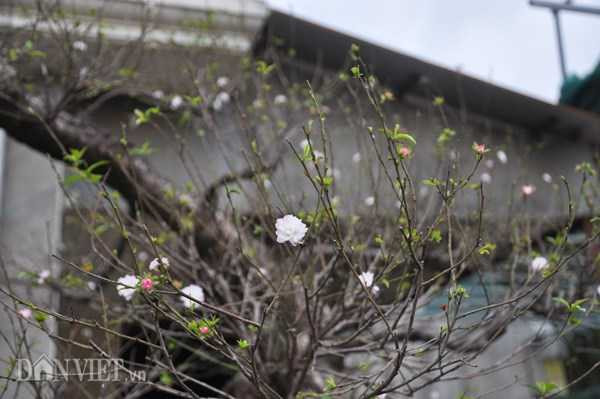 ngam-mai-tu-quy-co-thu-dang-long-gia-nghin-do-o-ha-noi-hinh-8