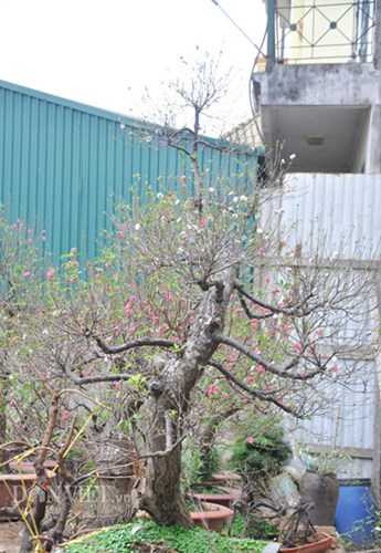 ngam-mai-tu-quy-co-thu-dang-long-gia-nghin-do-o-ha-noi-hinh-9