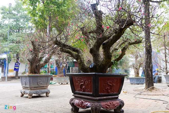 Cay dao gia thue 40 trieu dong xuong pho hinh anh 10