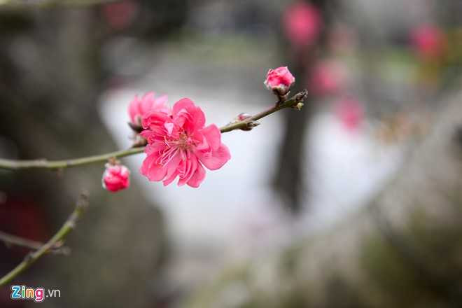 Cay dao gia thue 40 trieu dong xuong pho hinh anh 12