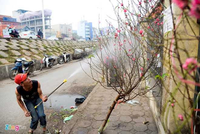 Cay dao gia thue 40 trieu dong xuong pho hinh anh 5