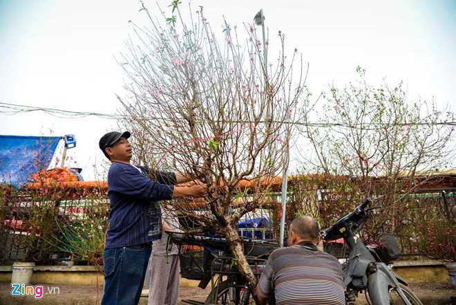 Cay dao gia thue 40 trieu dong xuong pho hinh anh 7