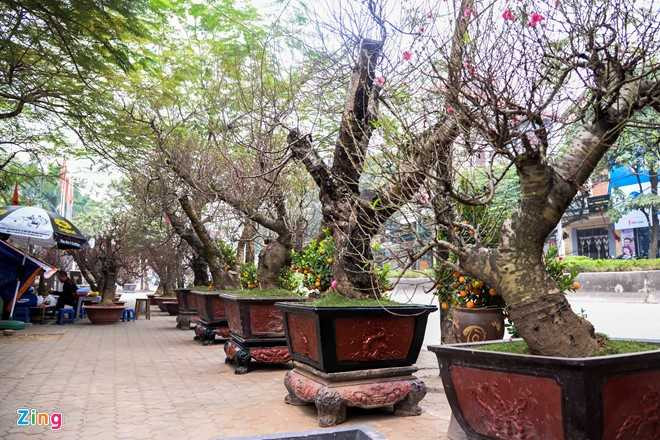Cay dao gia thue 40 trieu dong xuong pho hinh anh 8