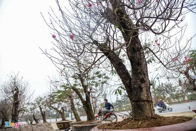 Cay dao gia thue 40 trieu dong xuong pho hinh anh 9