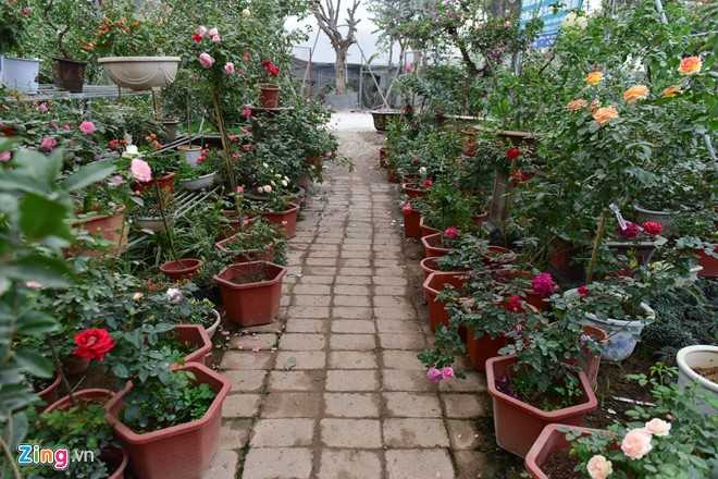 Hoa hong Thai Lan, Sa Pa gia hang chuc trieu choi Tet hinh anh 1