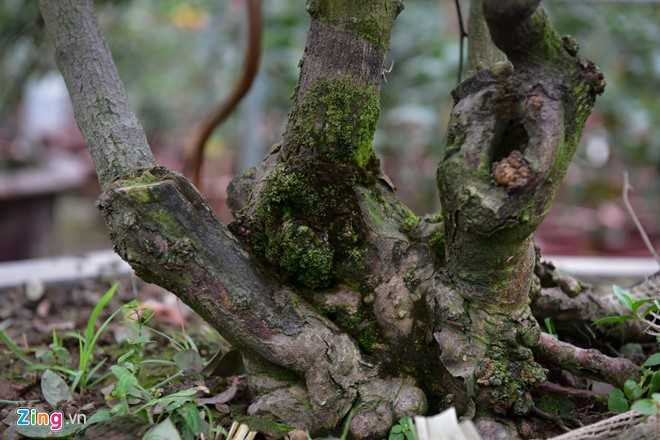 Hoa hong Thai Lan, Sa Pa gia hang chuc trieu choi Tet hinh anh 3