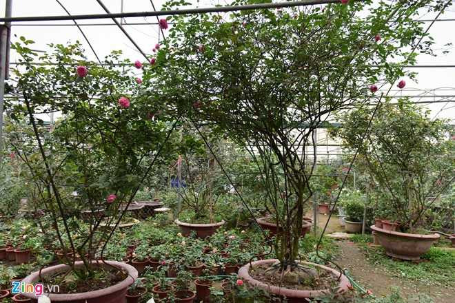 Hoa hong Thai Lan, Sa Pa gia hang chuc trieu choi Tet hinh anh 4