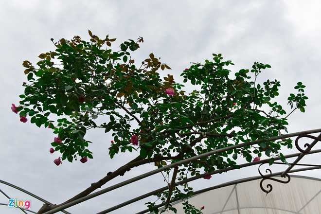 Hoa hong Thai Lan, Sa Pa gia hang chuc trieu choi Tet hinh anh 5