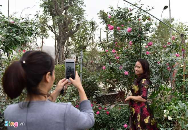 Hoa hong Thai Lan, Sa Pa gia hang chuc trieu choi Tet hinh anh 6