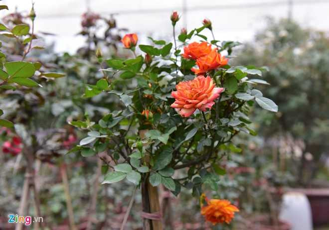 Hoa hong Thai Lan, Sa Pa gia hang chuc trieu choi Tet hinh anh 7