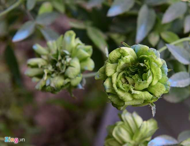 Hoa hong Thai Lan, Sa Pa gia hang chuc trieu choi Tet hinh anh 8