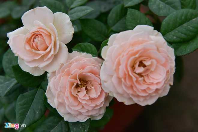 Hoa hong Thai Lan, Sa Pa gia hang chuc trieu choi Tet hinh anh 9