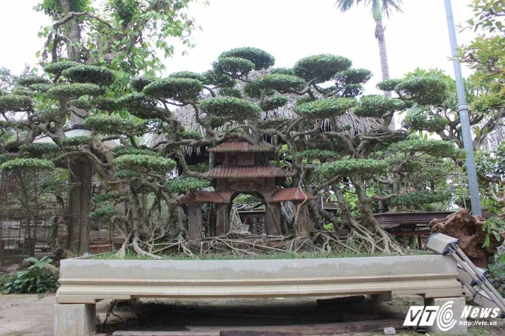 bonsai-tram-trieu-1