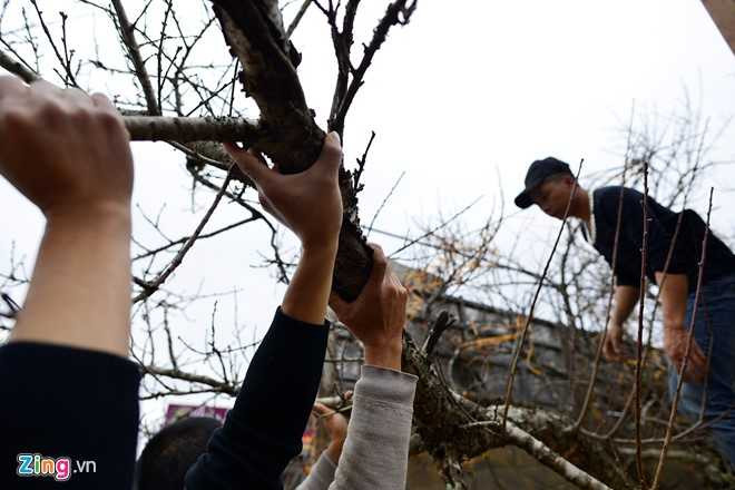 Dao rung Son La bat dau ve cho Tet mien xuoi hinh anh 10