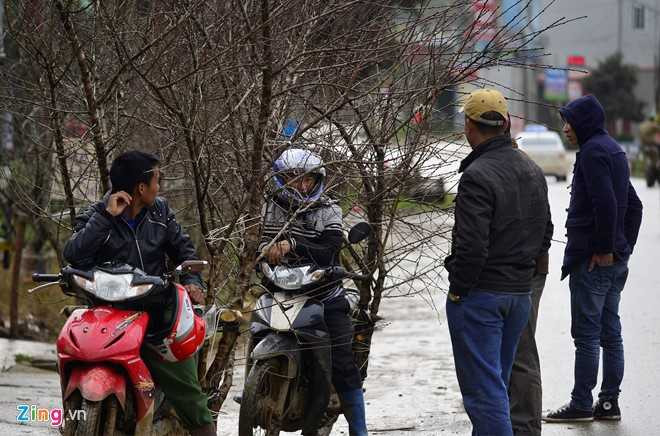 Dao rung Son La bat dau ve cho Tet mien xuoi hinh anh 11