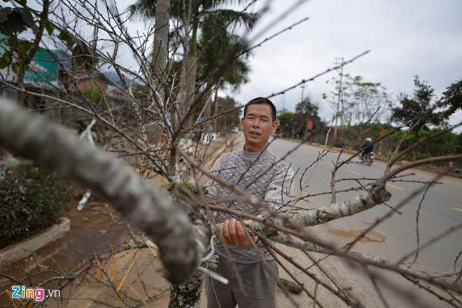 Dao rung Son La bat dau ve cho Tet mien xuoi hinh anh 12