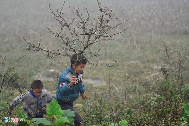 Dao rung Son La bat dau ve cho Tet mien xuoi hinh anh 13