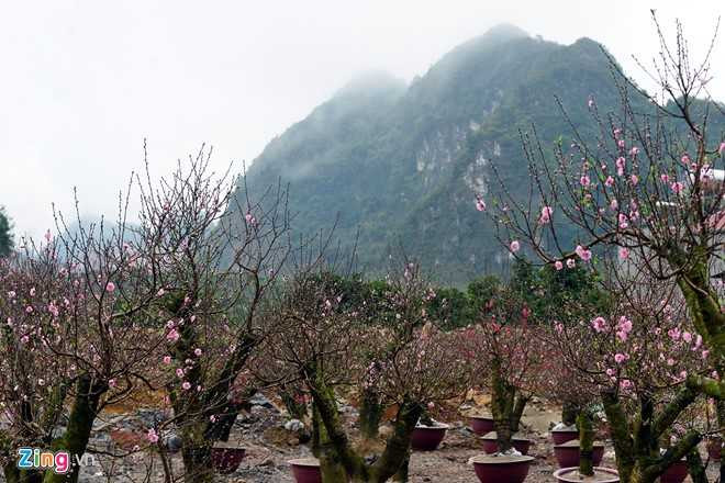 Dao rung Son La bat dau ve cho Tet mien xuoi hinh anh 14