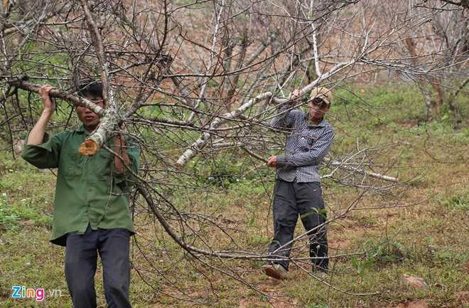 Dao rung Son La bat dau ve cho Tet mien xuoi hinh anh 3