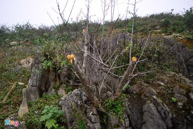 Dao rung Son La bat dau ve cho Tet mien xuoi hinh anh 4