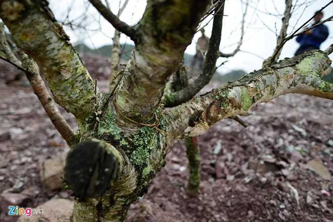 Dao rung Son La bat dau ve cho Tet mien xuoi hinh anh 5