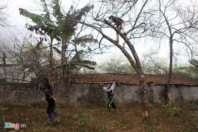 Dao rung Son La bat dau ve cho Tet mien xuoi hinh anh 6