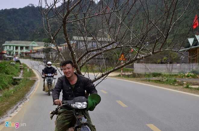 Dao rung Son La bat dau ve cho Tet mien xuoi hinh anh 7