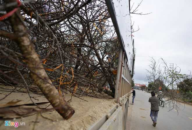 Dao rung Son La bat dau ve cho Tet mien xuoi hinh anh 8