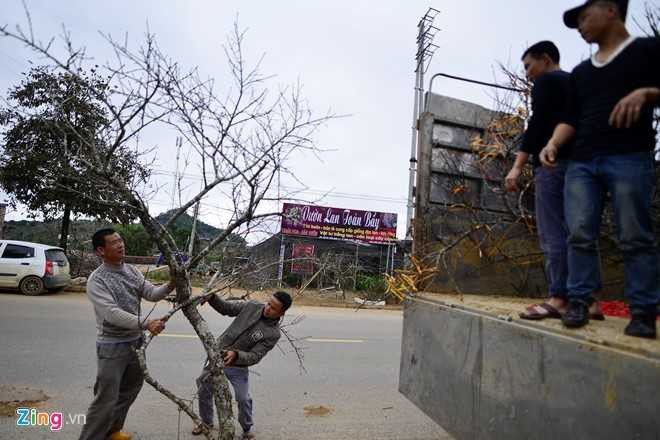 Dao rung Son La bat dau ve cho Tet mien xuoi hinh anh 9