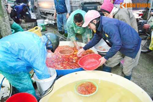 Cho ca lon nhat Ha Noi tap nap truoc ngay cung ong Cong ong Tao-Hinh-13