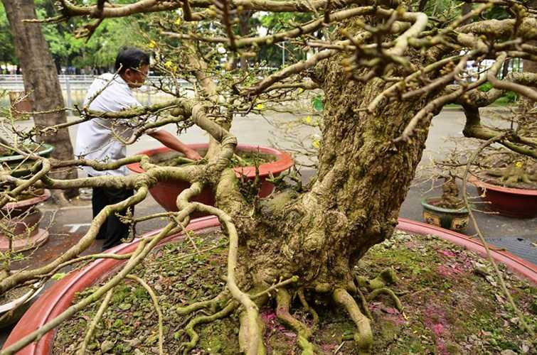 ngam-cay-mai-duoc-het-gia-27-ty-o-cho-hoa-sai-gon-hinh-2