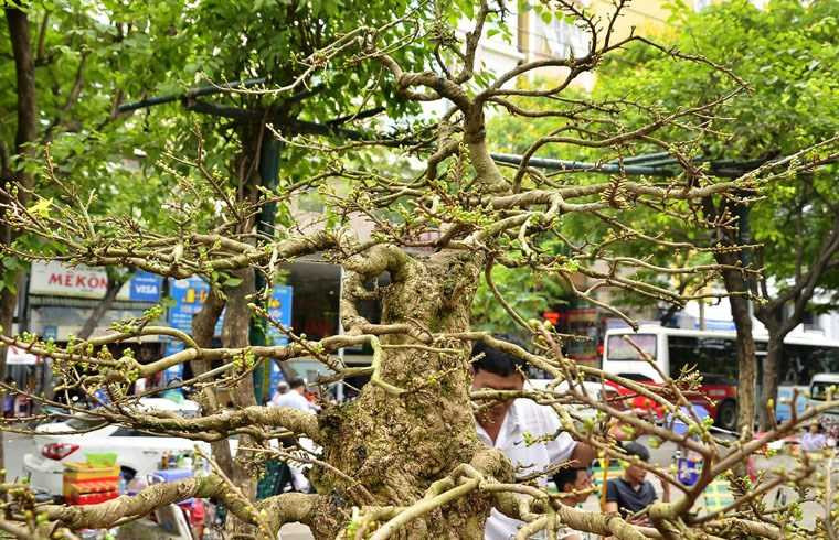 ngam-cay-mai-duoc-het-gia-27-ty-o-cho-hoa-sai-gon-hinh-3