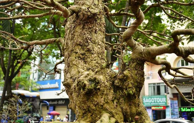 ngam-cay-mai-duoc-het-gia-27-ty-o-cho-hoa-sai-gon-hinh-5