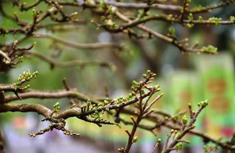 ngam-cay-mai-duoc-het-gia-27-ty-o-cho-hoa-sai-gon-hinh-6