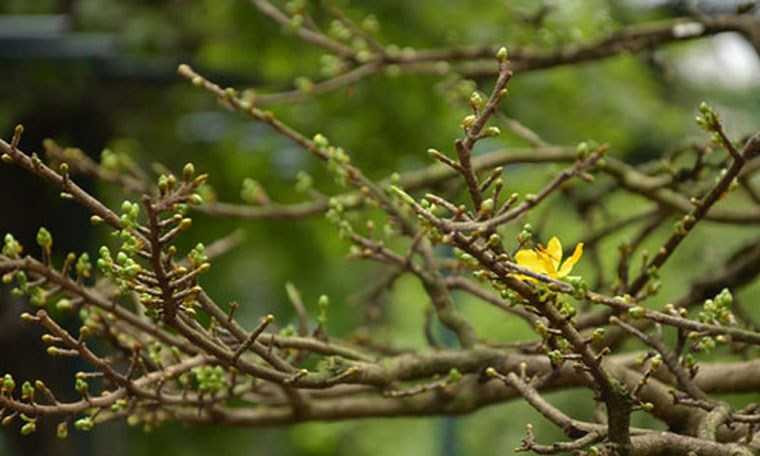 ngam-cay-mai-duoc-het-gia-27-ty-o-cho-hoa-sai-gon-hinh-7