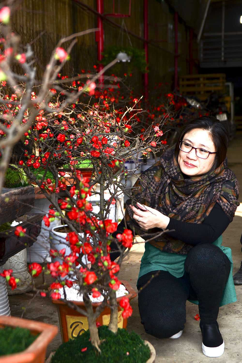 Mai đỏ Trung Quốc: Tiền triệu một cây chơi Tết ở Thủ đô ảnh 10