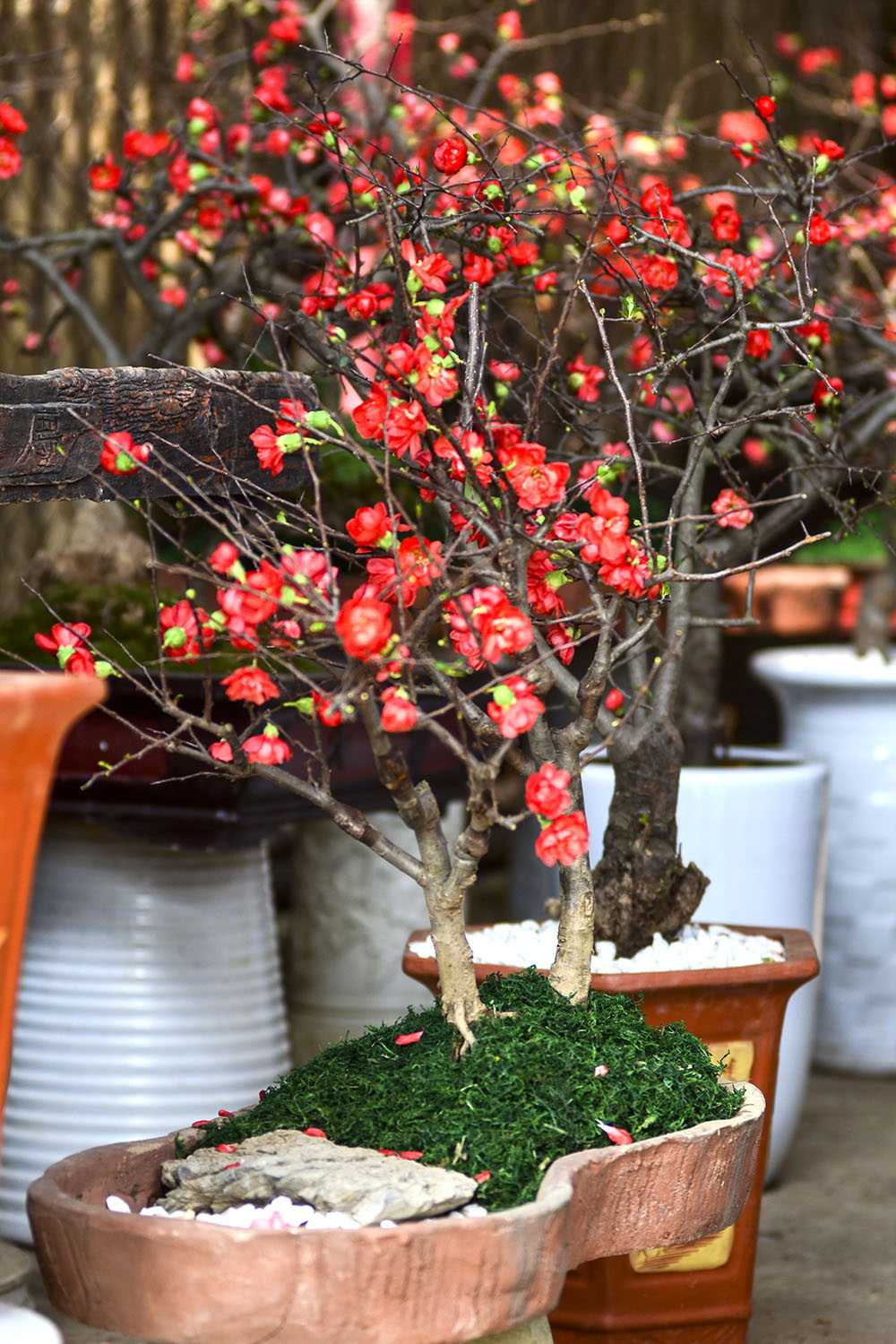 Mai đỏ Trung Quốc: Tiền triệu một cây chơi Tết ở Thủ đô ảnh 8